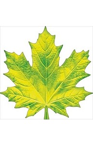 Листочки Осень.Клен зелено-желтый (мал) на скотче  88.377