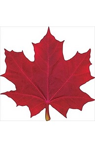 Листочки Осень.Клен красный (мал) на скотче 88.382