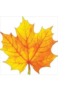 Листочки Осень.Клен желто-оранжевый (мал) на скотче  88.384