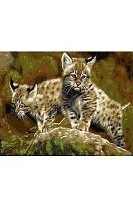 Холст с красками 40х50см Маленькие рысята